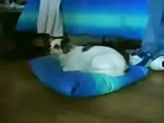 Negro lesbianas serviporno Cro BigD follando grandes tetas rubias